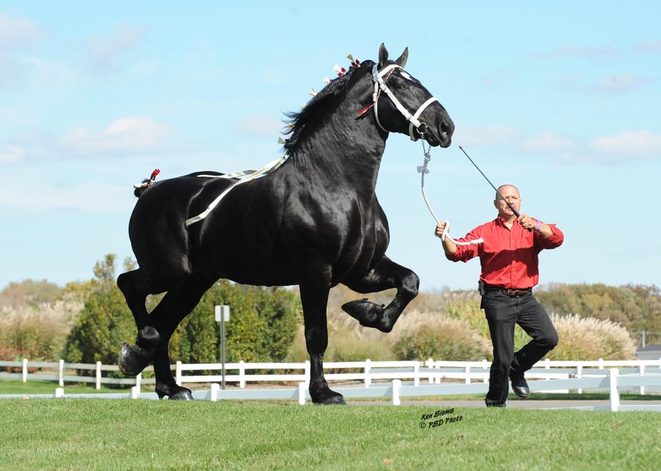 19 Hands Black Percheron Horse
